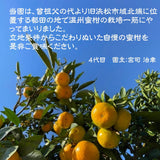 みかん 【昇果園】 サイズ不揃い 10kg 約80～120個 家庭用 無選別 静岡県 浜松市 蜜柑 ミカン 《11/上旬～11/中旬・12/中旬の出荷》