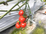 中玉トマト　約1.8ｋｇ(450ｇ×４袋）　福島県白河市