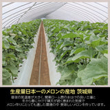 メロン 【OTM出荷組合】 メロン オトメメロン 2玉 2L 糖度15度以上 贈答用 母の日 茨城県鉾田市 茨城町 《4/下旬～5/上旬より出荷》