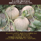 メロン 【OTM出荷組合】 メロン オトメメロン 2玉 2L 糖度15度以上 贈答用 母の日 茨城県鉾田市 茨城町 《4/下旬～5/上旬より出荷》