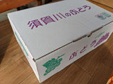 ぶどう 【佐藤果樹園】 あづましずく 1.5kg ２〜4房 贈答用 福島県 ブドウ 葡萄 《8/中旬～下旬出荷》