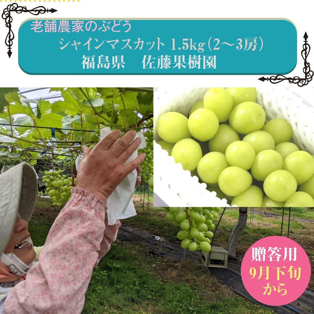 シャインマスカット1.5kg　２～３房　種なしぶどう　贈答用　福島県