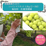 シャインマスカット1.5kg　２～３房　種なしぶどう　贈答用　福島県