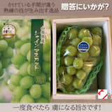 ぶどう 【ﾌﾙｰﾂﾌｧｰﾑいしくら】 葡萄 シャインマスカット 1房 巨大房 ジャンボサイズ 900g 高糖度 山梨県 贈答用化粧箱  プレゼント《8/下旬～9/上旬の出荷》