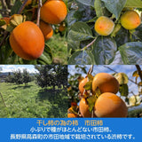 干し柿 【市田屋】 市田柿 ３L 500g 12個 贈答用 化粧箱 長野県 高森町  《12/15頃～下旬より出荷》