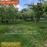 りんご　5ｋｇ フジ　Ｌサイズ12～16玉　家庭用・訳あり　福島県