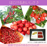 さくらんぼ 【一愛農園】 佐藤錦 1kg 秀 M/L 山形県東根市《6/中旬～6/下旬の出荷》