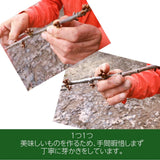 さくらんぼ 【鈴木農園】 紅秀峰 1kg L～２L 贈答 山形県東根市 お中元 御中元《6/中旬～6/下旬の出荷》