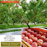 桃 【佐藤幸男農園】 もも 川中島 5kg 13～16個 贈答用 プレゼント 福島県 《8/中旬～8/下旬の出荷》