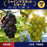 ぶどう 【伊藤農園】 葡萄 シャインマスカット ピオーネ 約1.5kg ２～３房 秀 化粧箱 贈答用 山形県 ≪9/中旬～9/下旬より出荷》 フルーツ 果物