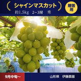 ぶどう 【伊藤農園】 葡萄 シャインマスカット 2～３房 秀 約1.5kg 化粧箱 贈答用 山形県 ≪9/中旬～9/下旬より出荷》 フルーツ 果物