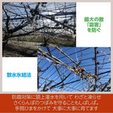 さくらんぼ 【鈴木農園】 紅秀峰 1kg L～２L 贈答 山形県東根市 お中元 御中元《6/中旬～6/下旬の出荷》