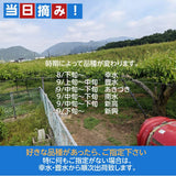 梨 【グリーンファーム】 萱場梨 10kg　Lサイズ以上　24～28玉 贈答用 福島県 福島市 和梨 《8/下旬～9/上旬より出荷》