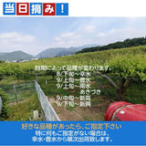 梨 【グリーンファーム】 萱場梨 ５kg ２Lサイズ以上　8～11玉 贈答用 福島県 福島市 和梨 《8/下旬～9/上旬より出荷》