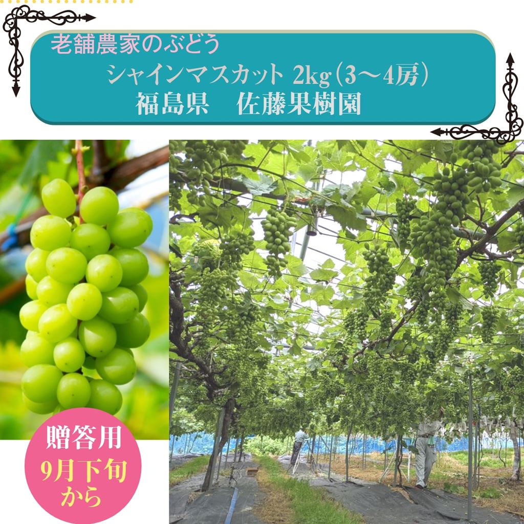 シャインマスカット2kg以上　3～4房　種なしぶどう　贈答用　福島県