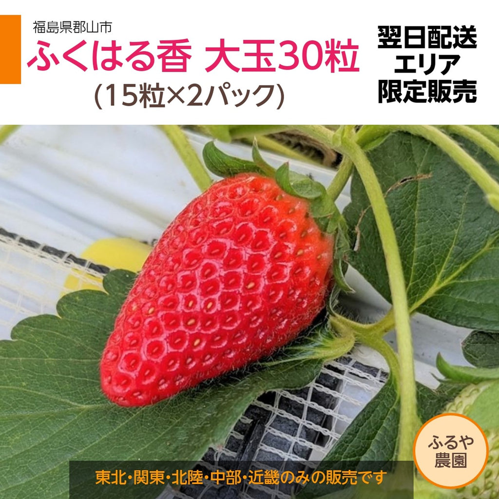 【ふるや農園】福島生まれの苺　ふくはる香　大玉30粒(15粒×2パック)　翌日配送エリア限定　福島県