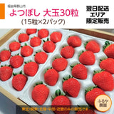 ふるや農園】苺　よつぼし　大玉30粒(15粒×2パック)　翌日配送エリア限定　福島県
