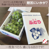 ぶどう 【ﾌﾙｰﾂﾌｧｰﾑいしくら】 葡萄 シャインマスカット 3房 大房 1.8kg 高糖度 山梨県《8/10日頃～8/中旬より出荷》