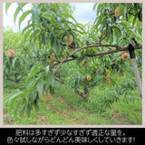 桃 【有我果樹園】 もも 品種色々 ミックス 3kg 8～12玉 贈答用  福島県 須賀川市  プレゼント 予約 《7/下旬～8/上旬から出荷》
