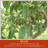 桃 【箭内厳雄果樹園】 もも 2kg 5～9玉 品種おまかせ 贈答用　福島県 《7/下旬～8/上旬から出荷》