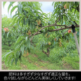 桃 【有我果樹園】 もも 品種色々 ミックス 5kg 12～16玉 贈答用  福島県 須賀川市  プレゼント 予約 《7/下旬～8/上旬から出荷》