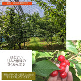 さくらんぼ 【佐藤幸男農園】 佐藤錦 ML混合 1kg バラ詰 福島県 《6/中旬～6/下旬の出荷》