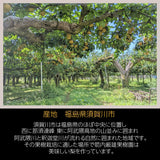 【 箭内厳雄果樹園 】梨 訳あり 家庭用 5kg　10～16玉　福島県 須賀川市