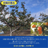 柿 甘柿 【フルーツファームいしくら】 富有柿等 皇室献上の味 広瀬の柿 4kg 3L 13個 山梨県笛吹市 種なし かき《10/下旬～11/上旬の出荷》