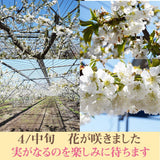 さくらんぼ 【鈴木農園】 紅秀峰 1kg L～２L 贈答 山形県東根市 お中元 御中元《6/中旬～6/下旬の出荷》