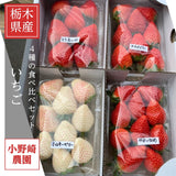 いちご 【小野崎農園】ミルキーベリー とちあいか やよいひめ スカイベリー(とちおとめ) 4種のわくわく イチゴ 食べ比べセット 栃木県 贈答 苺