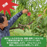 桃 【有我果樹園】 もも 品種色々 2kg 6～8玉 贈答用  福島県 須賀川市  プレゼント 《7/下旬～8/上旬から出荷》
