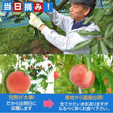 桃 【佐藤幸男農園】 もも 川中島 5kg 13～16個 贈答用 プレゼント 福島県 《8/中旬～8/下旬の出荷》