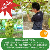 ぶどう 【伊藤農園】 葡萄 シャインマスカット ピオーネ 約1.5kg ２～３房 秀 化粧箱 贈答用 山形県 ≪9/中旬～9/下旬より出荷》 フルーツ 果物