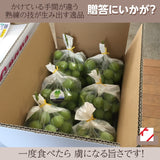 ぶどう 【ﾌﾙｰﾂﾌｧｰﾑいしくら】 葡萄 シャインマスカット 6~ 7房 4kg 高糖度 山梨県 贈答  プレゼント《8/10日頃～8/中旬より出荷》