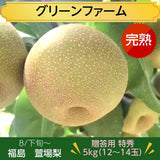 梨 【グリーンファーム】 萱場梨 5kg　Lサイズ以上　12～14玉 贈答用 福島県 福島市 和梨 《8/下旬～9/上旬より出荷》