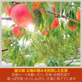 桃 【有我果樹園】 もも 品種色々 ミックス 3kg 8～12玉 贈答用  福島県 須賀川市  プレゼント 予約 《7/下旬～8/上旬から出荷》