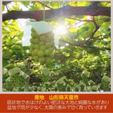 ぶどう 【伊藤農園】 葡萄 シャインマスカット ピオーネ 約1.5kg ２～３房 訳あり 家庭用 山形県  ≪9/中旬～9/下旬より出荷》 フルーツ 果物