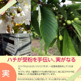 さくらんぼ 【鈴木農園】 紅秀峰 1kg L～２L 贈答 山形県東根市 お中元 御中元《6/中旬～6/下旬の出荷》