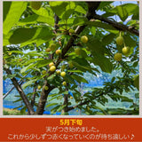 さくらんぼ 【佐藤幸男農園】 佐藤錦 ML混合 1kg バラ詰 福島県 《6/中旬～6/下旬の出荷》