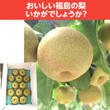 梨 【グリーンファーム】 萱場梨 5kg　Lサイズ以上　12～14玉 贈答用 福島県 福島市 和梨 《8/下旬～9/上旬より出荷》
