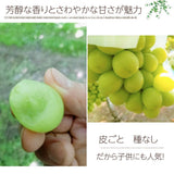 ぶどう 【伊藤農園】 葡萄 シャインマスカット 2～３房 秀 約1.5kg 化粧箱 贈答用 山形県 ≪9/中旬～9/下旬より出荷》 フルーツ 果物