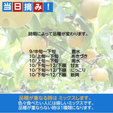 【 箭内厳雄果樹園 】梨 訳あり 家庭用 5kg　10～16玉　福島県 須賀川市