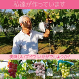 ぶどう 【大山果樹園】 葡萄 詰め合わせ ぶどう三昧セット（ シャインマスカット 入り） ４～６種類 約2kg 山形県 フルーツ 果物 《9/中旬～9/下旬より出荷》 敬老の日
