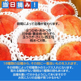 桃 【有我果樹園】 もも 品種色々 ミックス 5kg 12～16玉 贈答用  福島県 須賀川市  プレゼント 予約 《7/下旬～8/上旬から出荷》