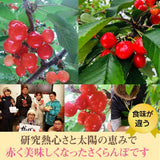 さくらんぼ 【有我果樹園】 佐藤錦 紅秀峰 紅てまり どれか1品種 1kg 2L 贈答用 福島県須賀川市 《6/中旬～6/下旬の出荷》