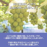 ぶどう 【伊藤農園】 葡萄 シャインマスカット 2～３房 家庭用 訳あり 約1.5kg 山形県 フルーツ  ≪9/中旬～9/下旬より出荷》 フルーツ 果物