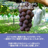 ぶどう 【伊藤農園】 葡萄 シャインマスカット ピオーネ 約1.5kg ２～３房 訳あり 家庭用 山形県  ≪9/中旬～9/下旬より出荷》 フルーツ 果物