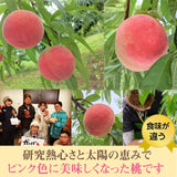 桃 【有我果樹園】 もも 品種色々 ミックス 3kg 8～12玉 贈答用  福島県 須賀川市  プレゼント 予約 《7/下旬～8/上旬から出荷》