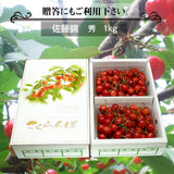 さくらんぼ 【一愛農園】 佐藤錦 1kg 秀 M/L 山形県東根市《6/中旬～6/下旬の出荷》