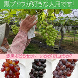 ぶどう 【佐藤果樹園】 赤黒ぶどう２～3種 1.5kg以上 ２～３房 贈答用 福島県 《9/下旬~10/上旬出荷》